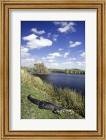 Framed High angle view of an alligator near a river, Everglades National Park, Florida, USA