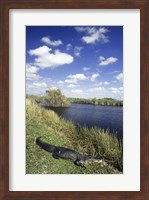 Framed High angle view of an alligator near a river, Everglades National Park, Florida, USA