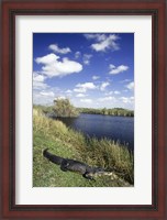 Framed High angle view of an alligator near a river, Everglades National Park, Florida, USA