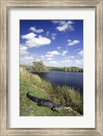 Framed High angle view of an alligator near a river, Everglades National Park, Florida, USA