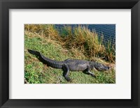 Framed Alligator Everglades National Park Florida USA