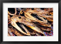 Framed Close-up of the skulls of alligators