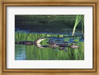 Framed Group of American Alligators in water