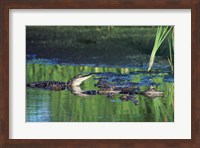 Framed Group of American Alligators in water