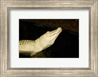 Framed Close-up of an American alligator in a lake