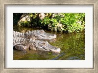 Framed American alligators in a pond, Florida, USA