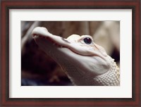 Framed Albino Alligator
