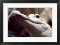 Framed Albino Alligator