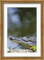 Framed Close-up of an American Crocodile In Water