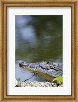 Framed Close-up of an American Crocodile In Water