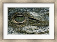 Framed Close-up of the eye of an American Crocodile