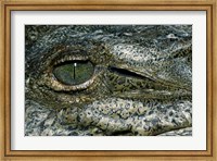 Framed Close-up of the eye of an American Crocodile