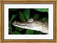 Framed Close-up of an American Crocodile