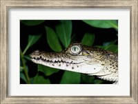 Framed Close-up of an American Crocodile