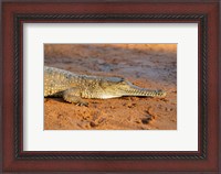 Framed High angle view of an Australian Freshwater Crocodile