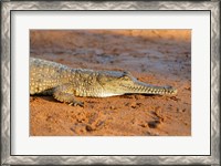 Framed High angle view of an Australian Freshwater Crocodile