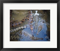 Framed High angle view of crocodiles in a pool of water