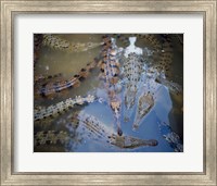 Framed High angle view of crocodiles in a pool of water