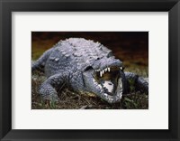 Framed Close-up of an American Crocodile Open Mouth