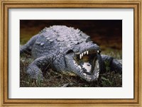 Framed Close-up of an American Crocodile Open Mouth