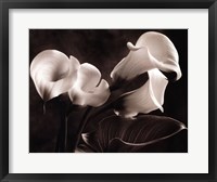 Framed Calla Lilies No. 1
