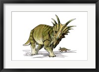 Framed Styracosaurus