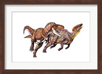 Framed Gorgosaurus
