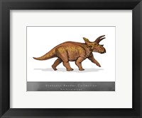 Framed Anchiceratops