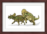 Framed Avaceratops