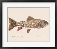 Framed Brook Trout - Royal Coachman Bucktail