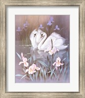 Framed Swans With Waterlilies