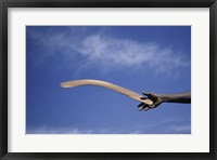 Framed Throwing Non- Return, Fighting Boomerang, Australia