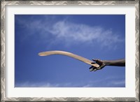 Framed Throwing Non- Return, Fighting Boomerang, Australia