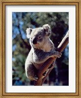 Framed Koala on a tree branch, Australia (Phascolarctos cinereus)