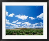 Framed Panoramic view of vineyards, Barossa Valley, South Australia, Australia