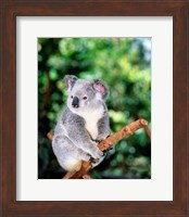 Framed Koala on a tree branch, Lone Pine Sanctuary, Brisbane, Australia (Phascolarctos cinereus)