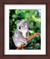 Framed Koala on a tree branch, Lone Pine Sanctuary, Brisbane, Australia (Phascolarctos cinereus)