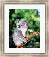 Framed Koala on a tree branch, Lone Pine Sanctuary, Brisbane, Australia (Phascolarctos cinereus)