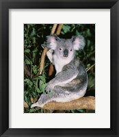 Framed Koala sitting on a tree branch, Lone Pine Sanctuary, Brisbane, Australia (Phascolarctos cinereus)