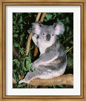 Framed Koala sitting on a tree branch, Lone Pine Sanctuary, Brisbane, Australia (Phascolarctos cinereus)