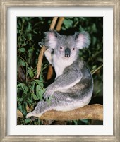 Framed Koala sitting on a tree branch, Lone Pine Sanctuary, Brisbane, Australia (Phascolarctos cinereus)