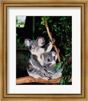 Framed Koala and its young sitting in a tree, Lone Pine Sanctuary, Brisbane, Australia (Phascolarctos cinereus)