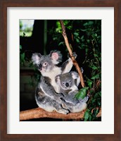 Framed Koala and its young sitting in a tree, Lone Pine Sanctuary, Brisbane, Australia (Phascolarctos cinereus)
