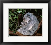 Framed Koala hugging its young, Lone Pine Sanctuary, Brisbane, Australia (Phascolarctos cinereus)