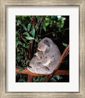 Framed Koala hugging its young, Lone Pine Sanctuary, Brisbane, Australia (Phascolarctos cinereus)