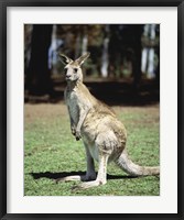 Framed Kangaroo in a field, Lone Pine Sanctuary, Brisbane, Australia