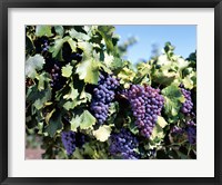 Framed Close-up of cabernet grapes, Nuriootpa, Barossa Valley, Adelaide, South Australia, Australia