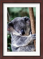 Framed Koala Bear Australia