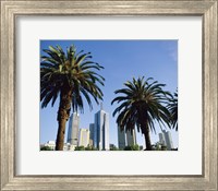 Framed Palm trees in a city, Melbourne, Australia
