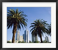 Framed Palm trees in a city, Melbourne, Australia